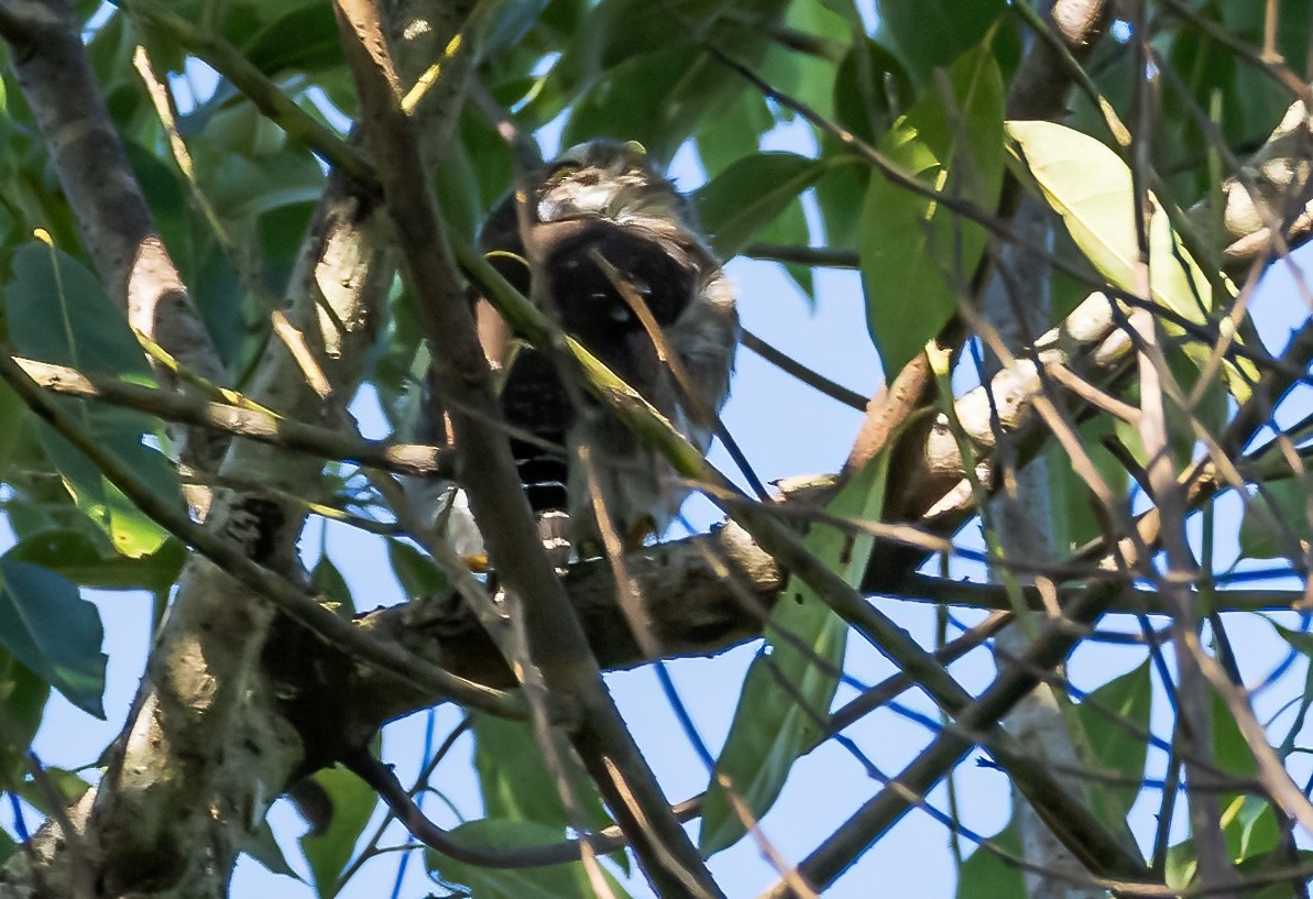 Ferruginous Pygmy-Owl - ML587884051