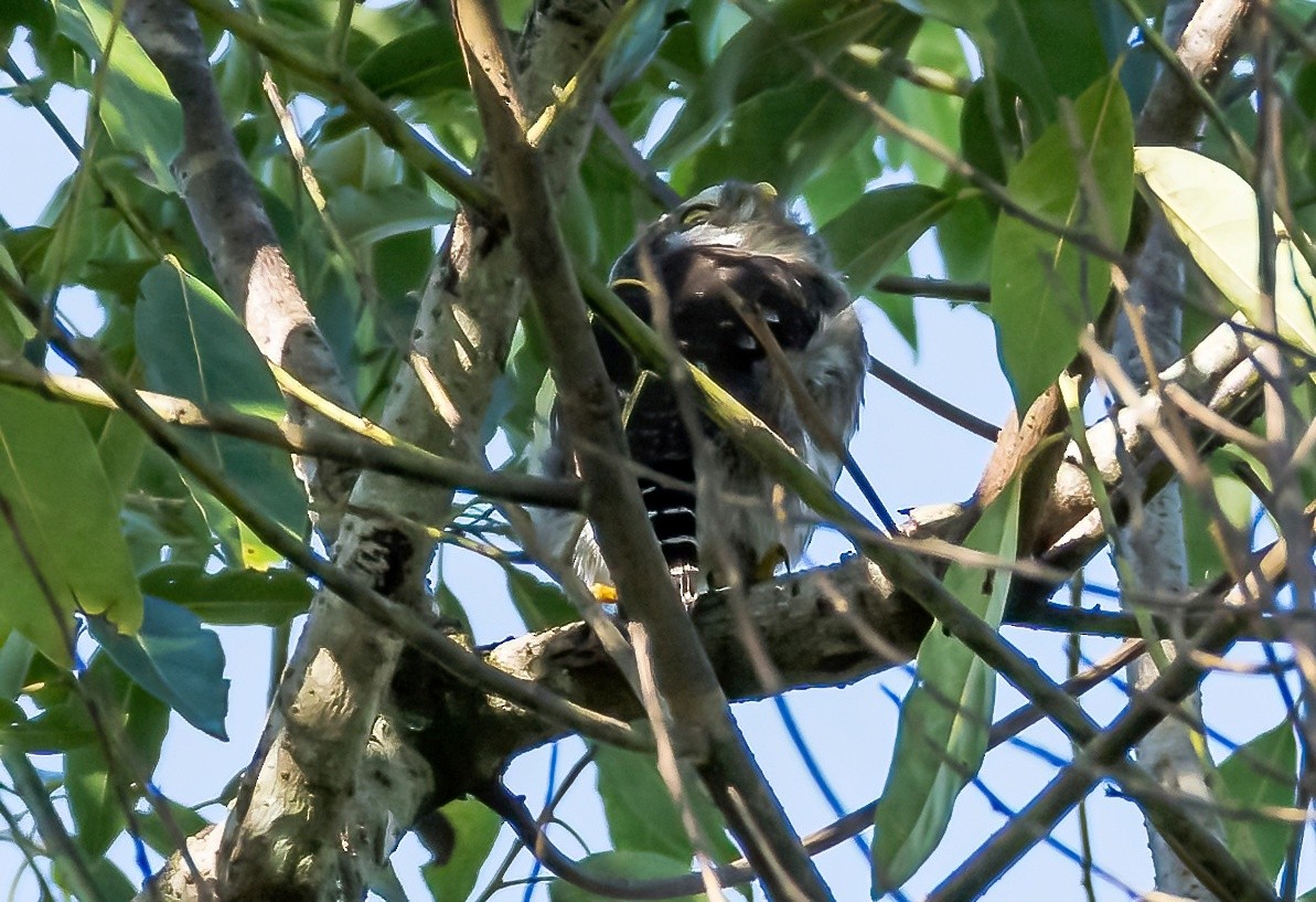 Ferruginous Pygmy-Owl - ML587884061