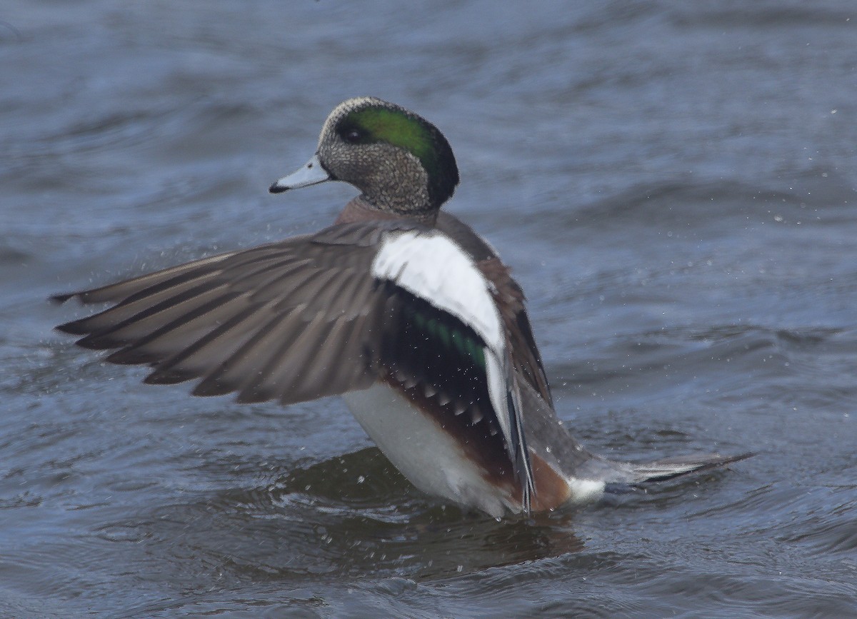 American Wigeon - ML58788441