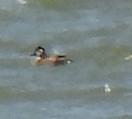 Ruddy Duck - ML587884651