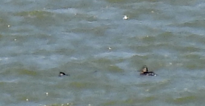 Ruddy Duck - ML587884661