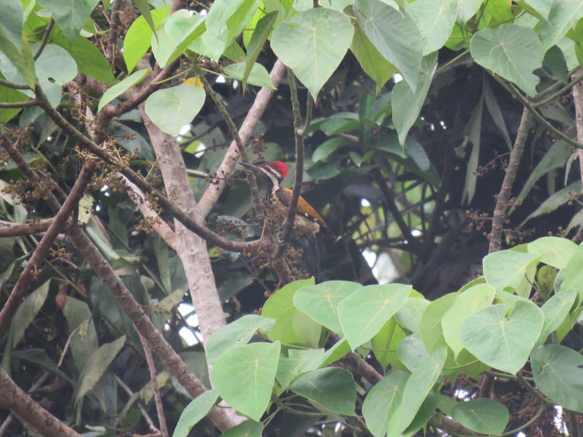 Black-rumped Flameback - ML58788471