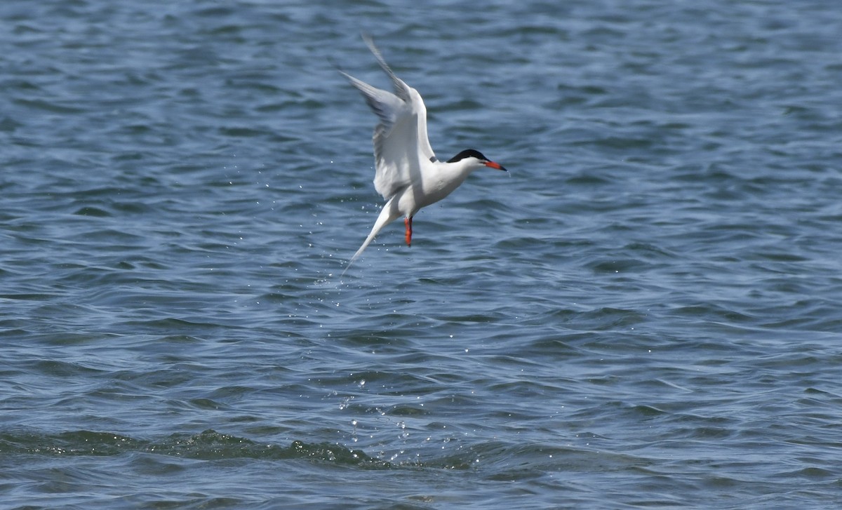 Common Tern - ML587884981