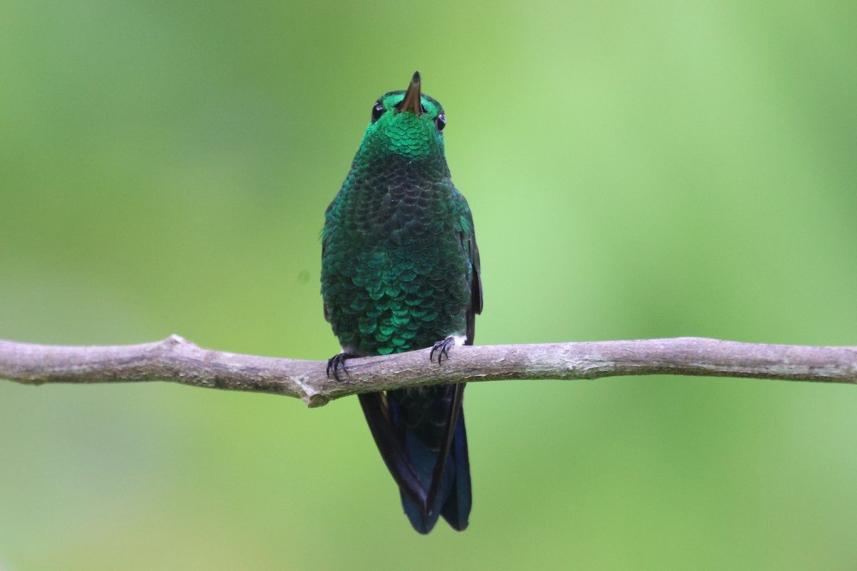 Steely-vented Hummingbird - Jorge Alcalá