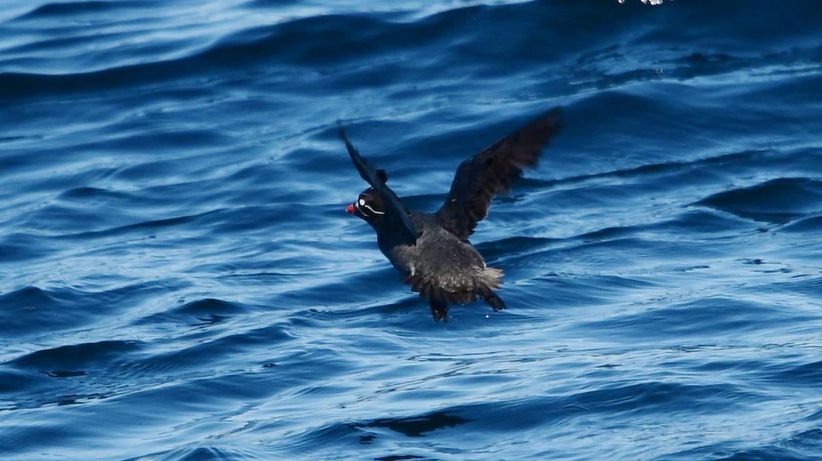 Whiskered Auklet - Carl Winstead