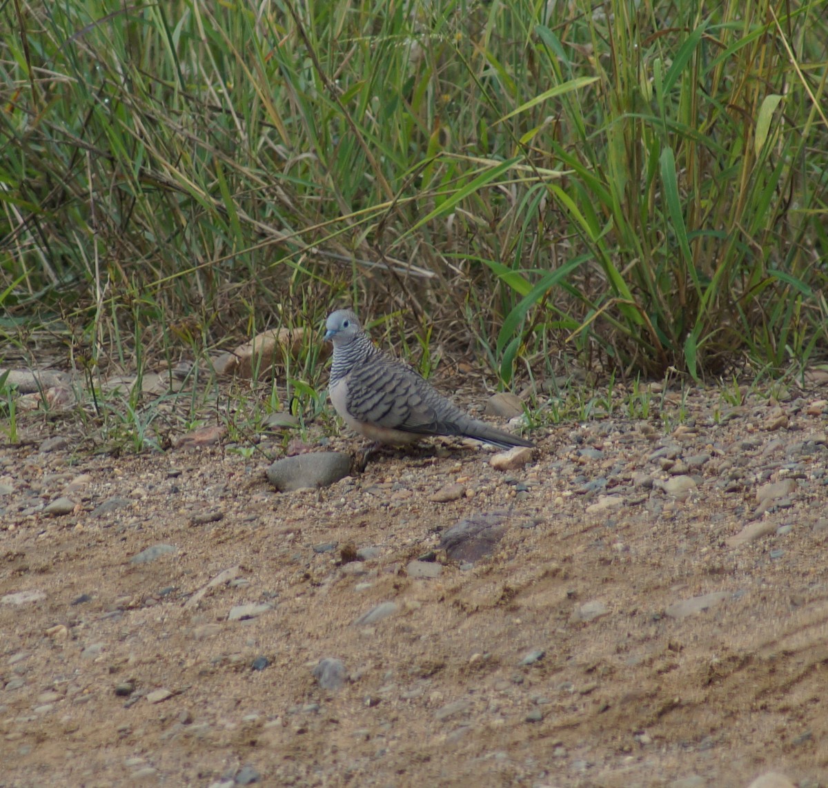 Peaceful Dove - ML58788711