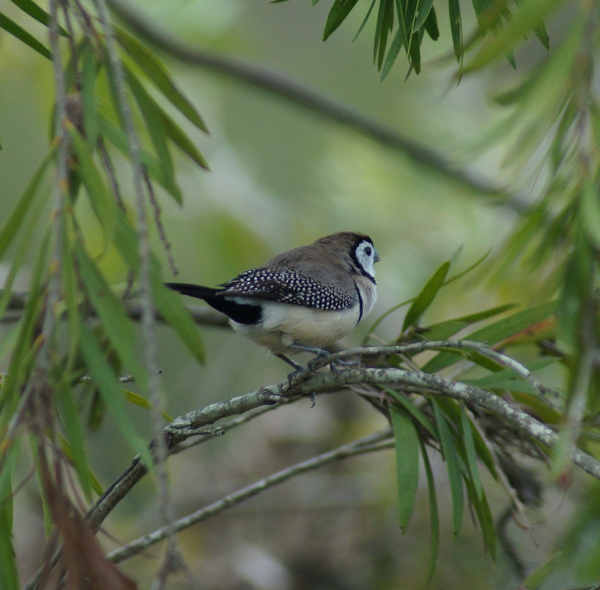 Double-barred Finch - ML58788761