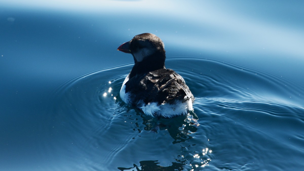 Horned Puffin - ML587888351