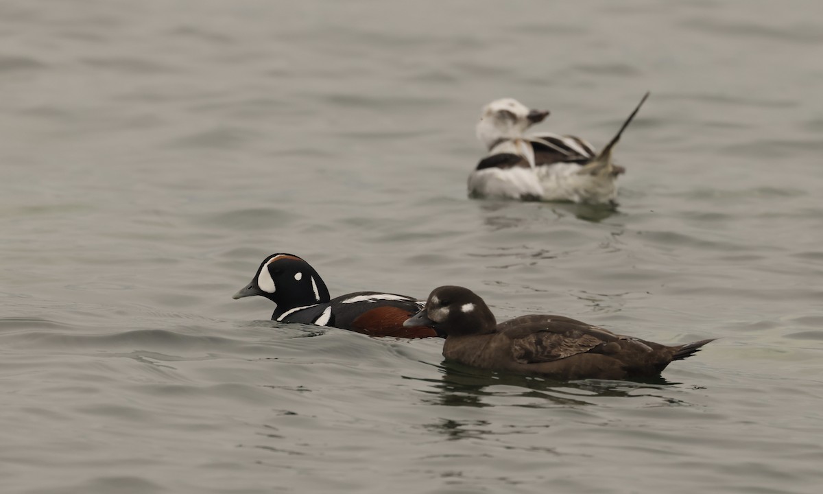 Long-tailed Duck - ML587888441