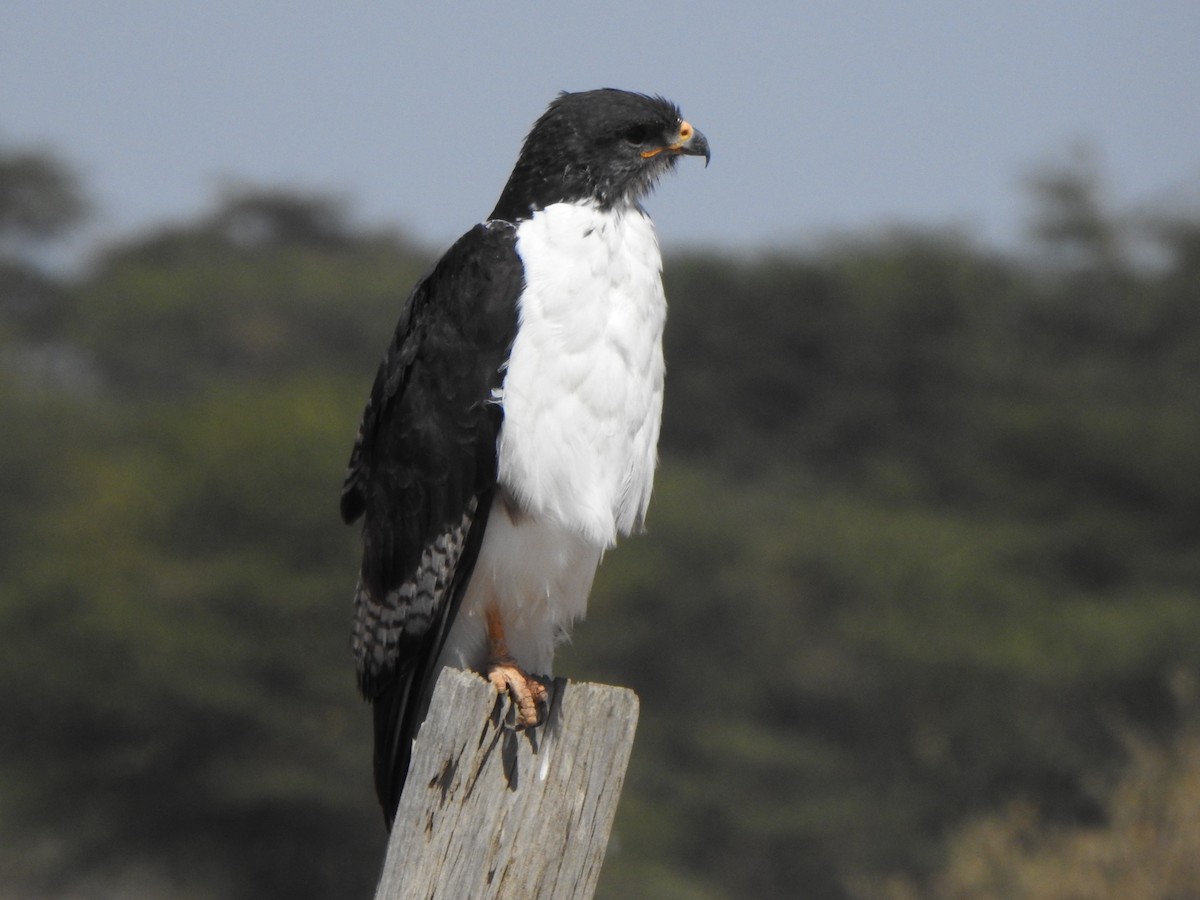 Augur Buzzard - ML587889811