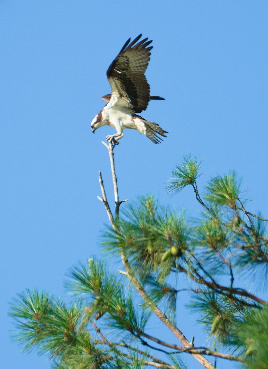 Osprey - ML587889871
