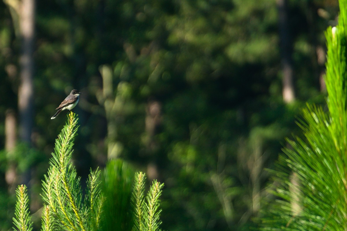Eastern Kingbird - ML587889971