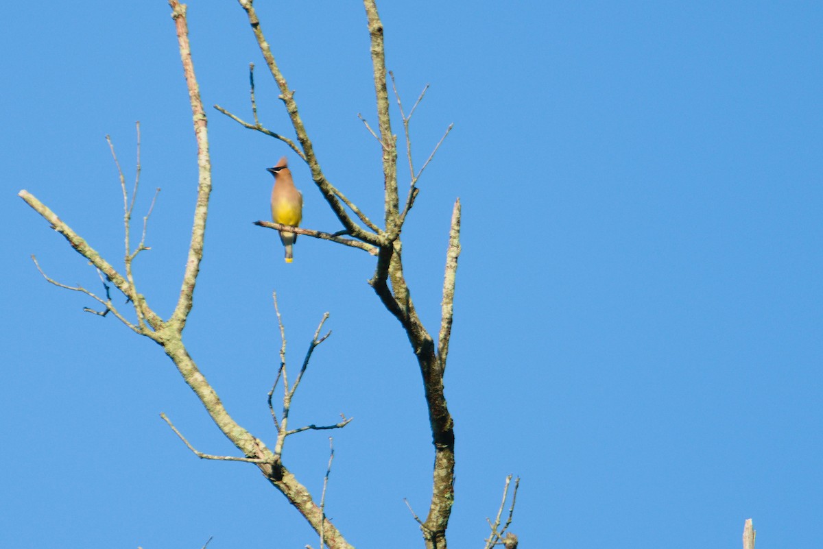 Cedar Waxwing - ML587889981