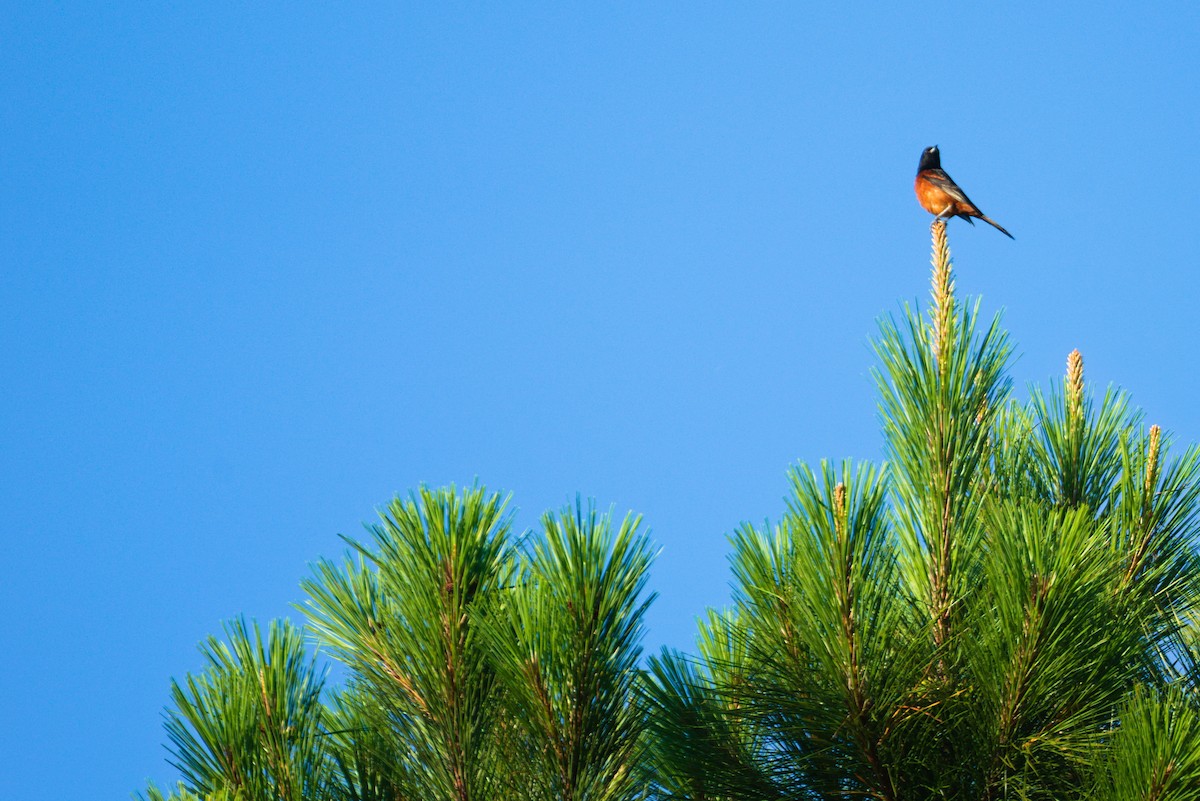 Orchard Oriole - ML587890001
