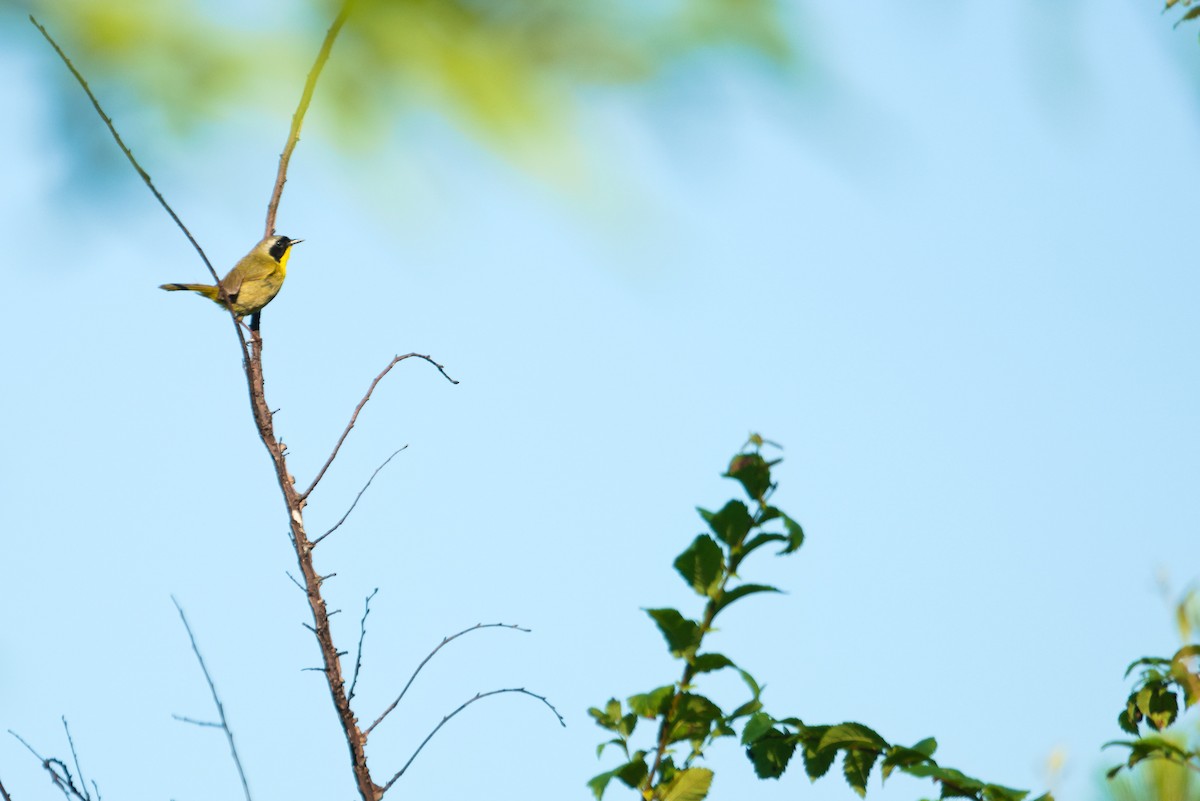 Common Yellowthroat - Ethan Smith