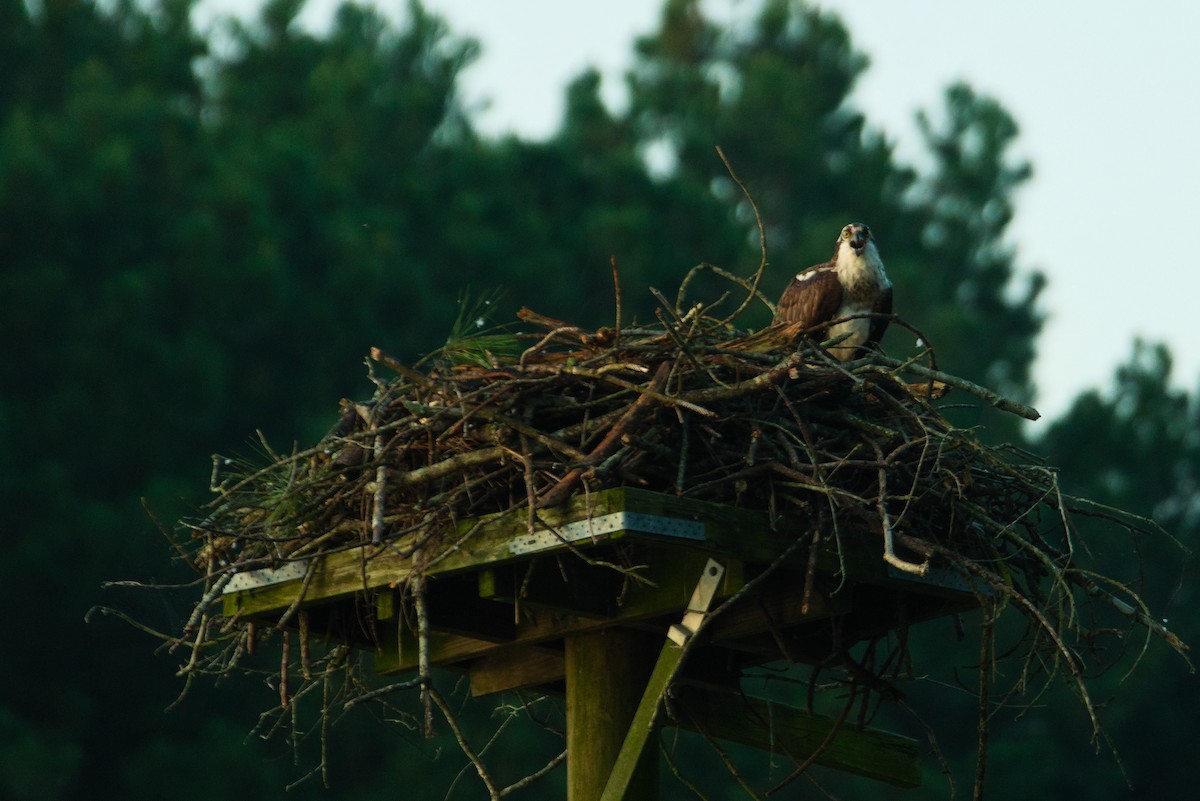 Osprey - ML587890111