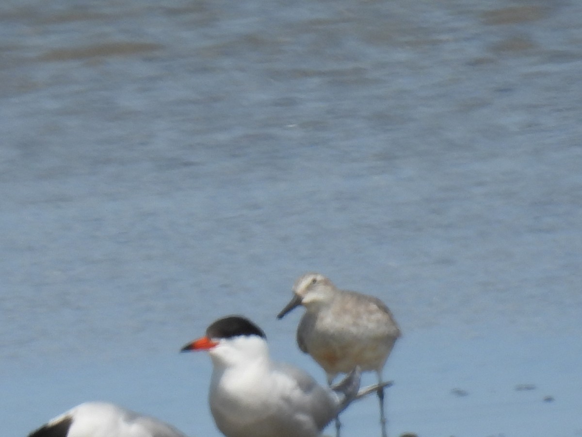 Red Knot - ML587890301