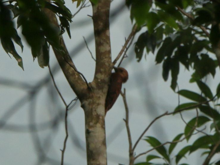 Rufous Woodpecker - Kaichi Huang