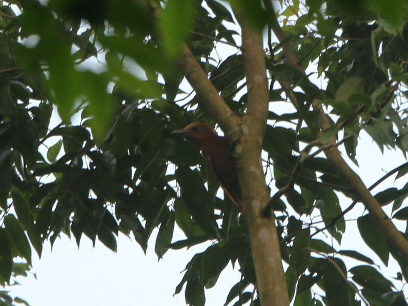 Rufous Woodpecker - Kaichi Huang