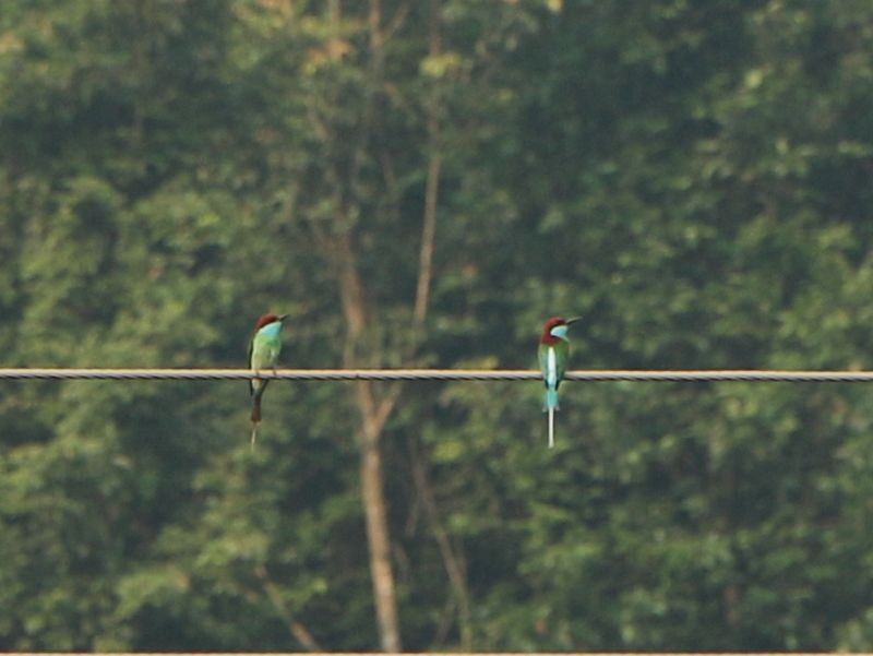 Blue-throated Bee-eater - Kaichi Huang