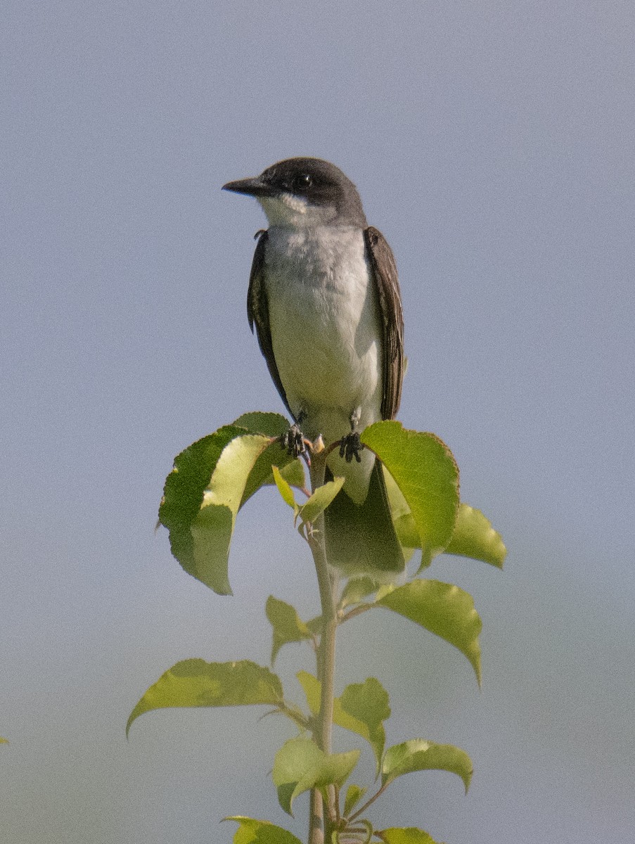 Eastern Kingbird - ML587893011