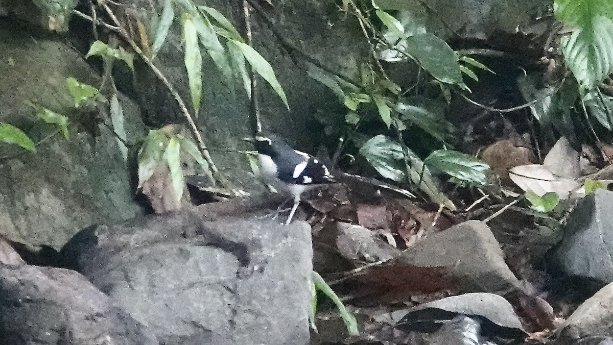 Slaty-backed Forktail - ML587893031