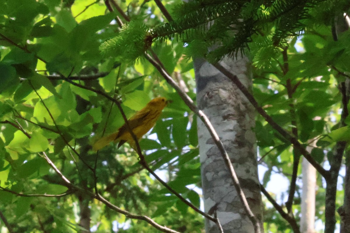 Yellow Warbler - ML587893841