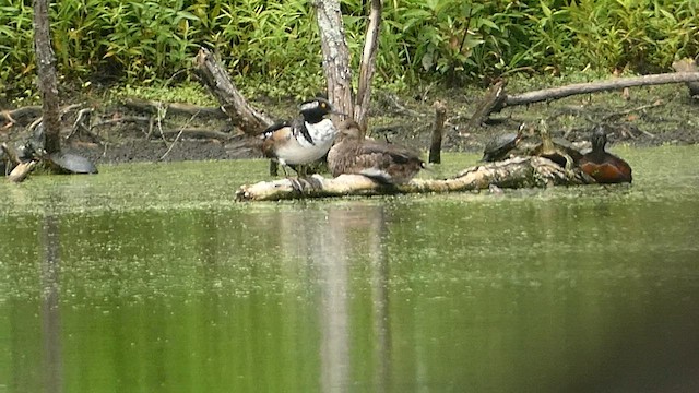 Hooded Merganser - ML587894331