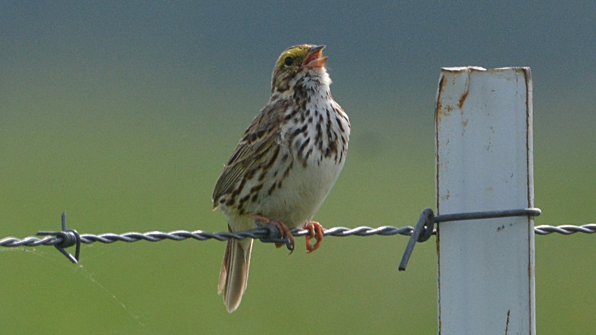 Savannah Sparrow - ML58789471