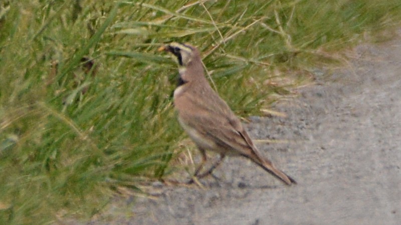 Horned Lark - ML58789491