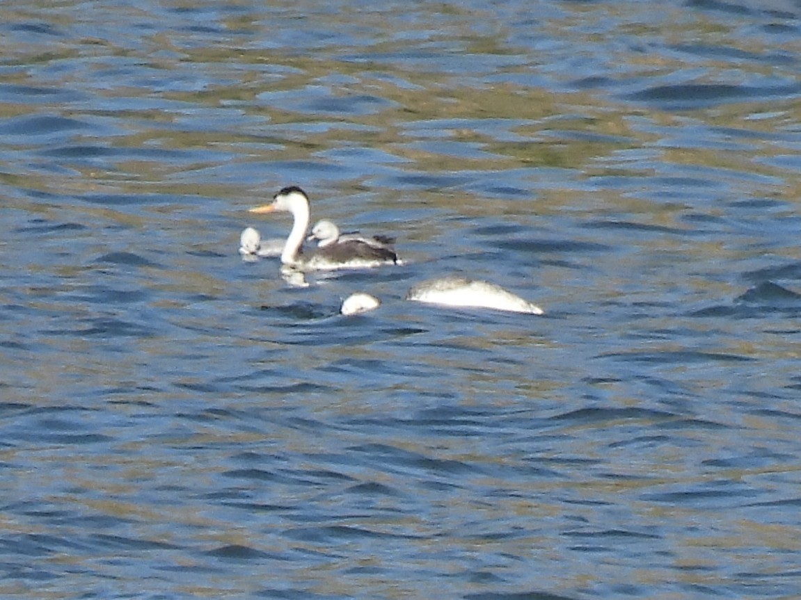 Clark's Grebe - ML587895241