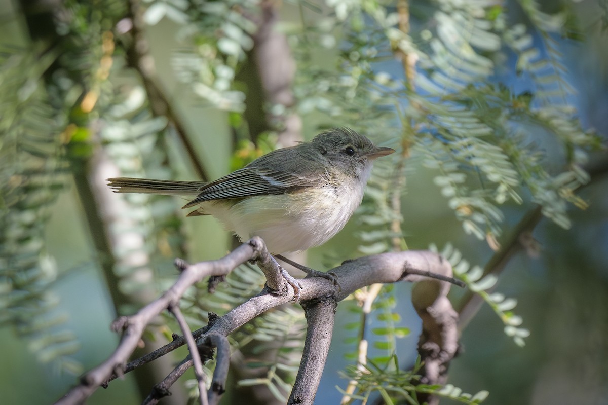 Bell's Vireo - ML587895321