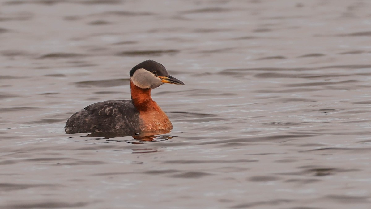 Red-necked Grebe - ML587895711