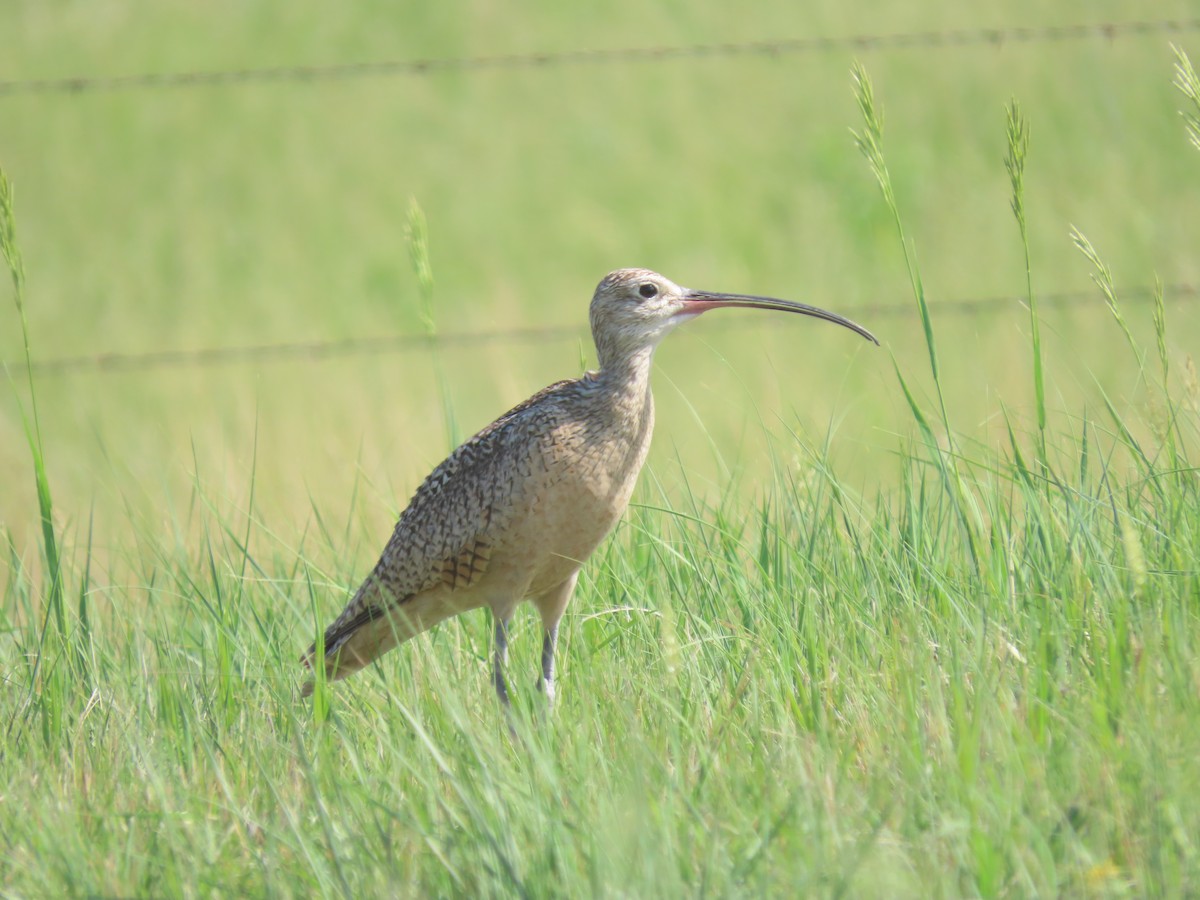 Long-billed Curlew - ML587896861