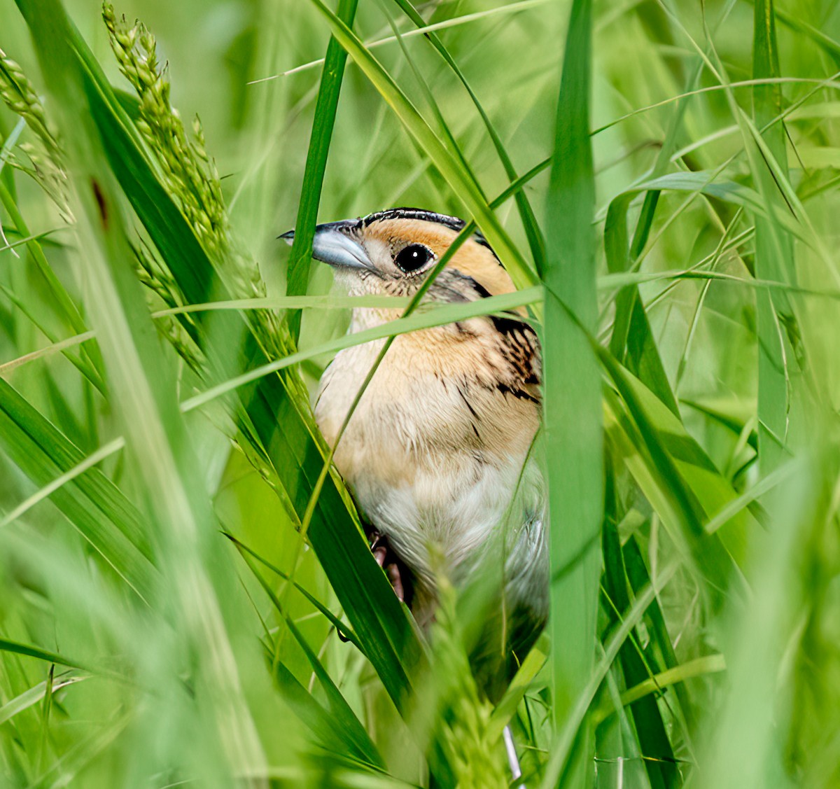 LeConte's Sparrow - ML587897241