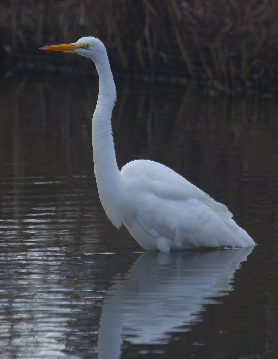 Great Egret - ML58789751
