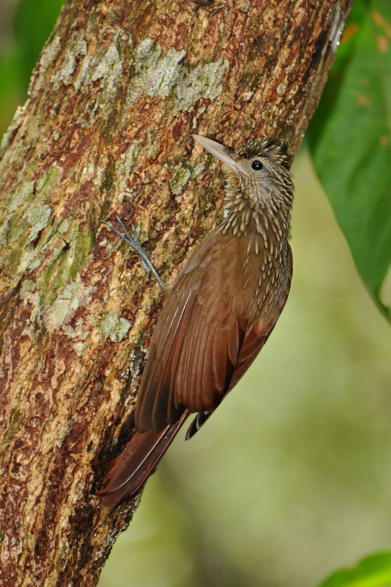 Striped Woodcreeper - Tomaz Melo