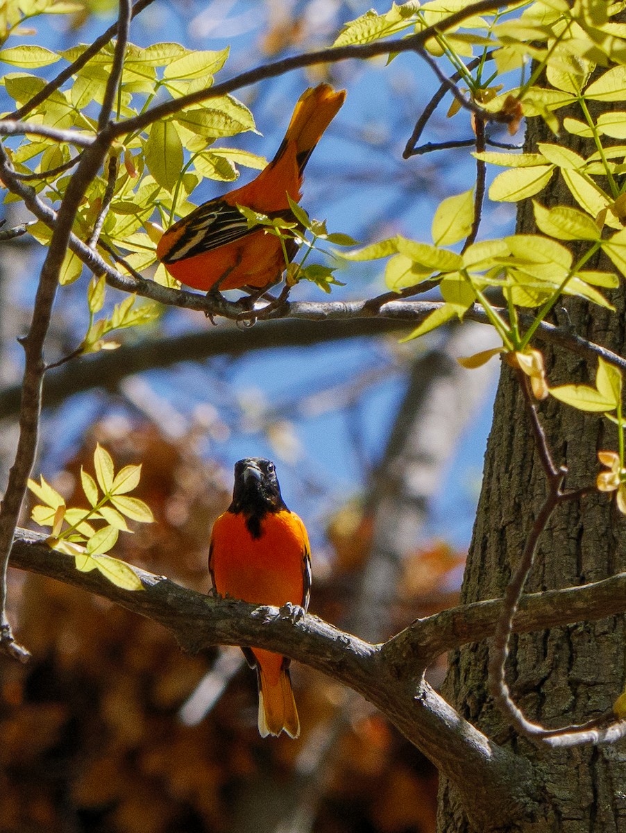 Oriole de Baltimore - ML587898201