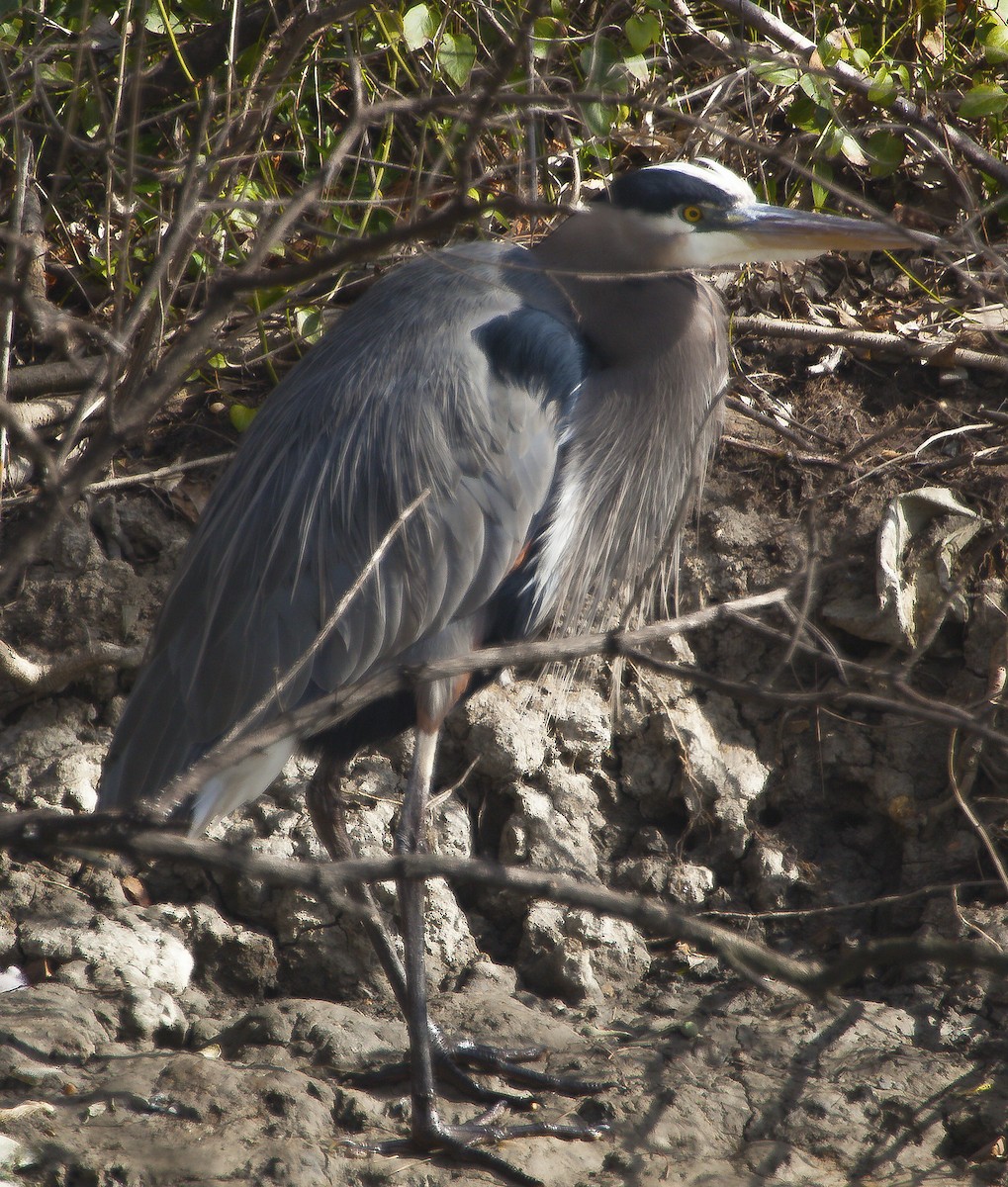 Great Blue Heron - ML58789821