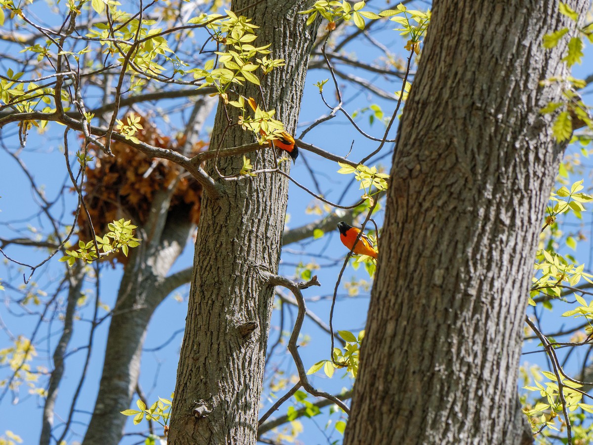 Oriole de Baltimore - ML587898211