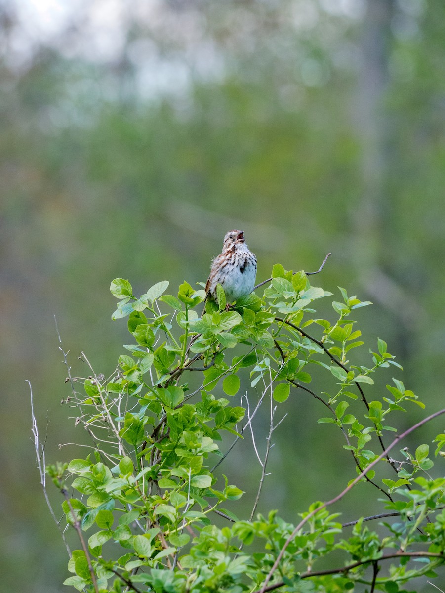 Song Sparrow - ML587898311