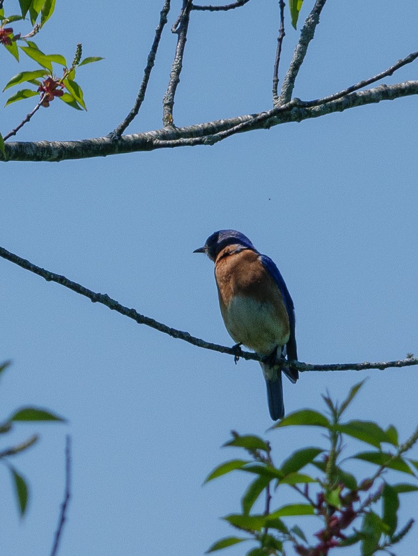 Eastern Bluebird - ML587898541