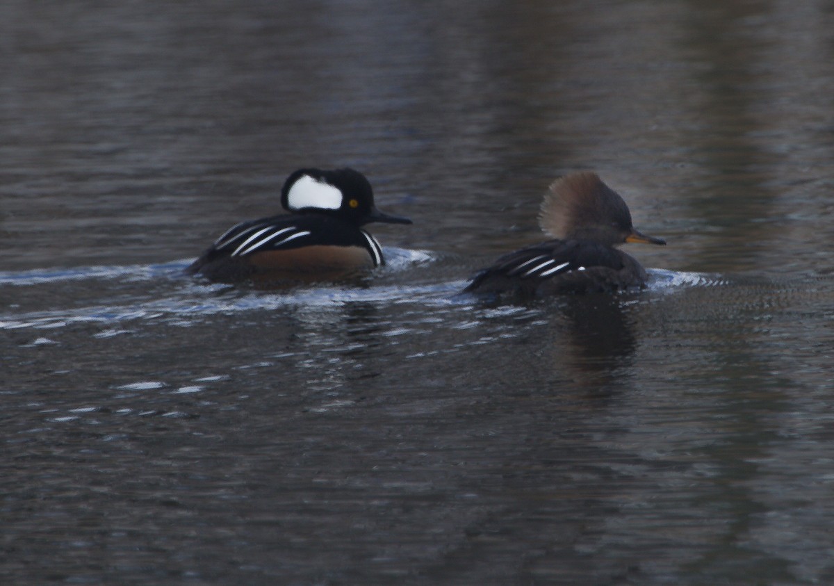 Hooded Merganser - ML58789901