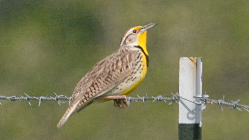 Western Meadowlark - ML58789931