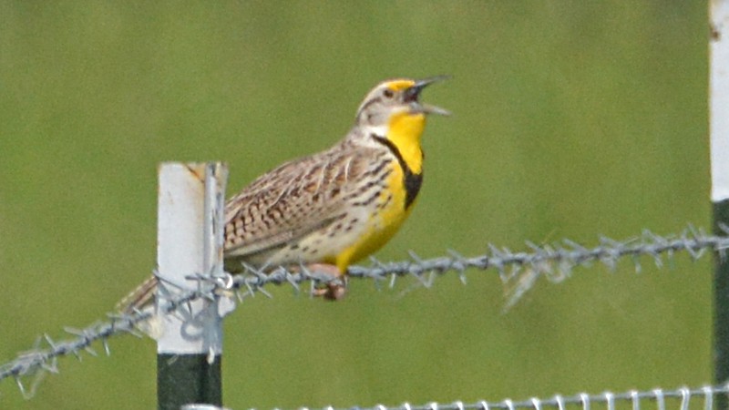 Western Meadowlark - ML58789941