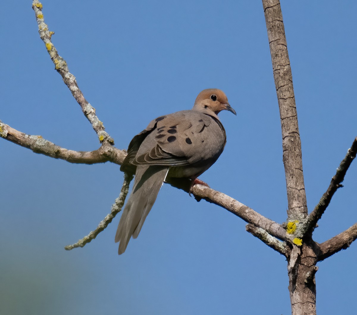 Mourning Dove - ML587899441