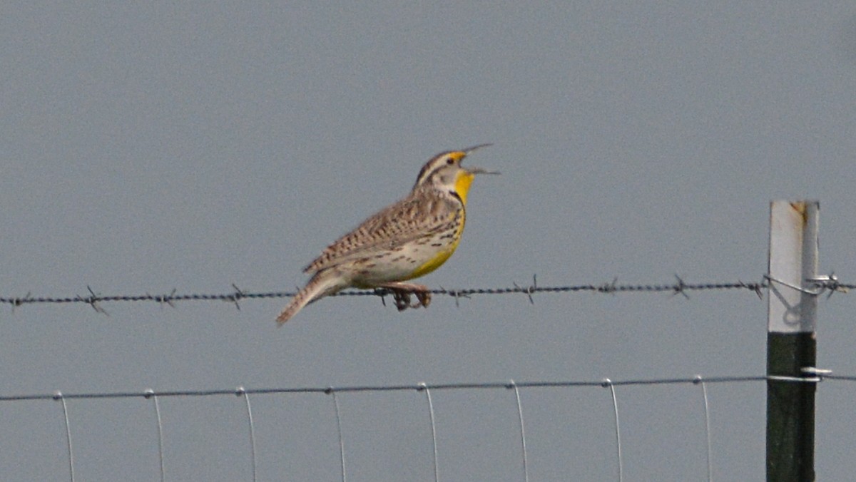 Western Meadowlark - ML58789951