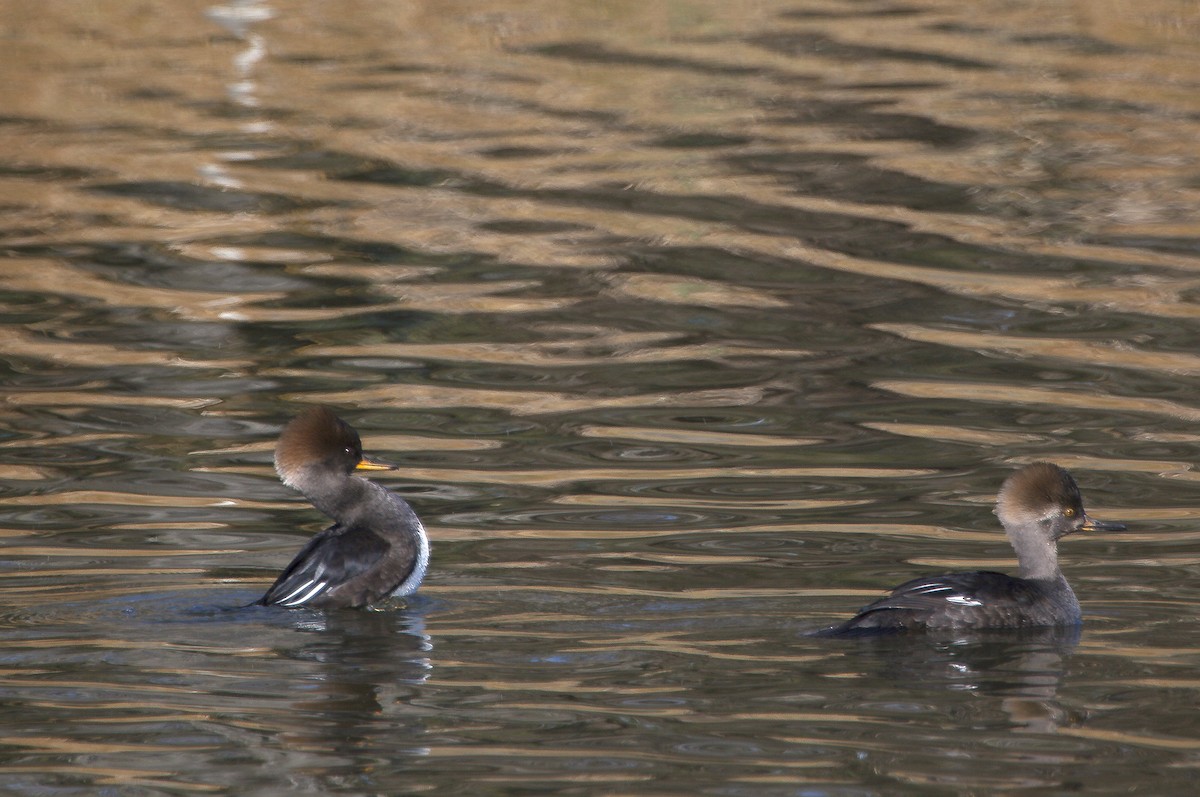 Hooded Merganser - ML58789971