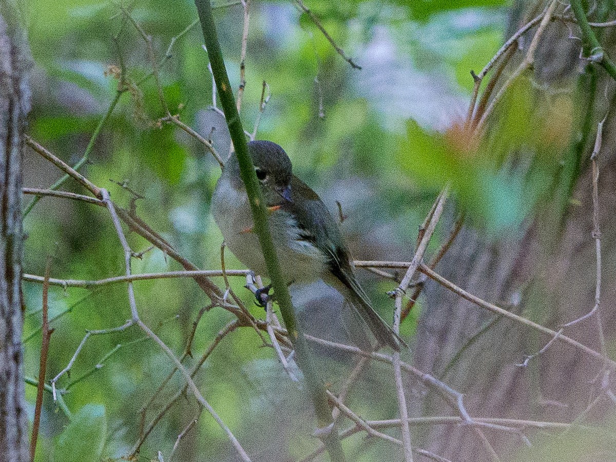 Moucherolle tchébec - ML587900291