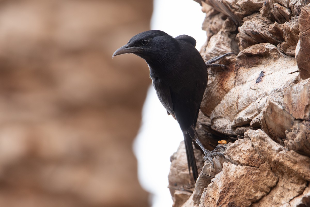 Tristram's Starling - ML587900331